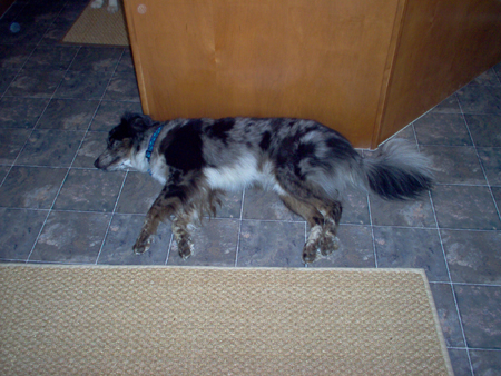 pups001